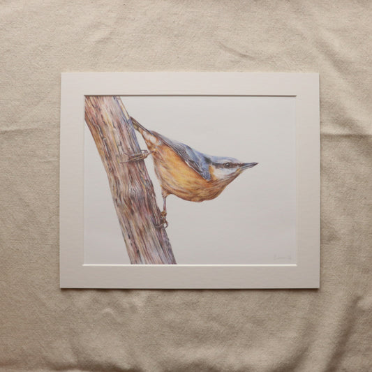 Nuthatch - Print