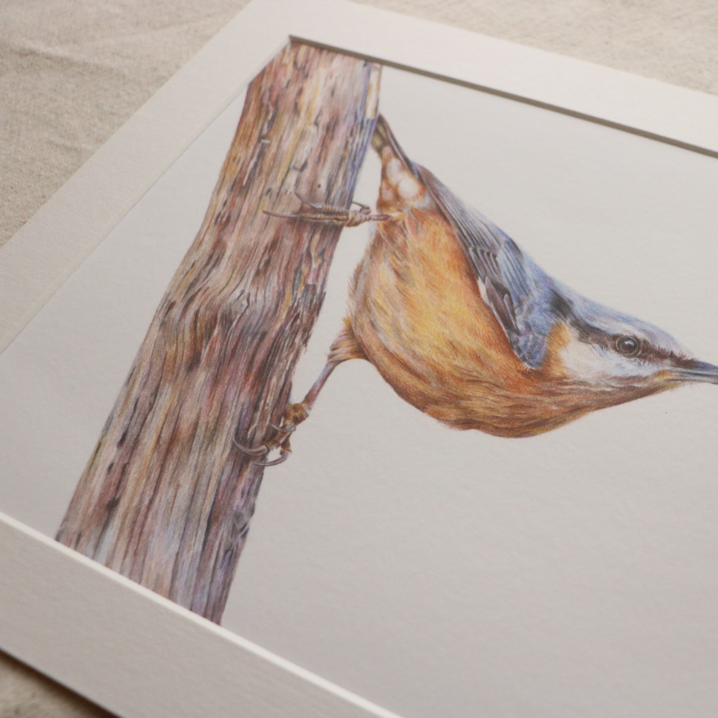 Nuthatch - Print