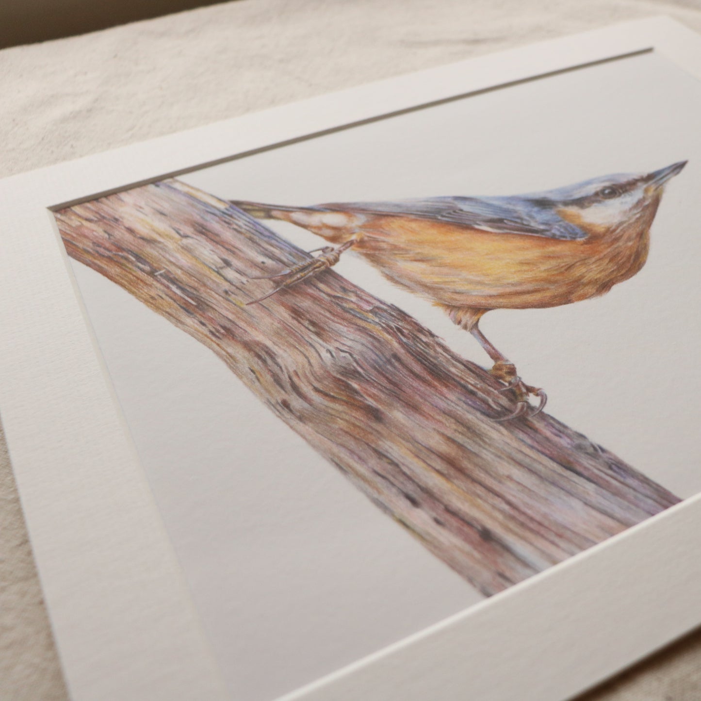 Nuthatch - Print