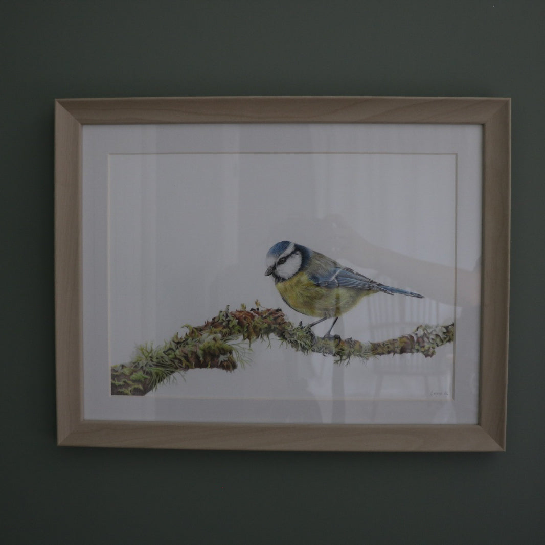 Blue Tit - Framed Original