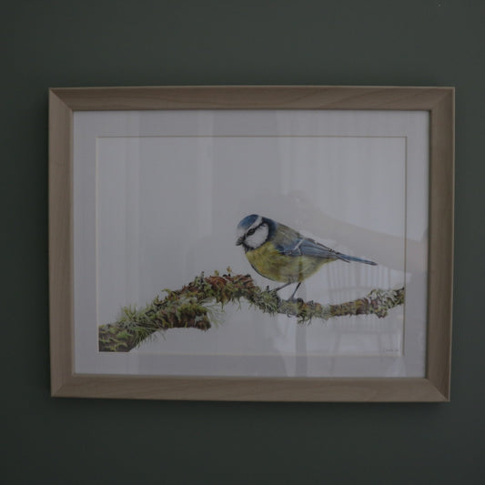Blue Tit - Framed Original