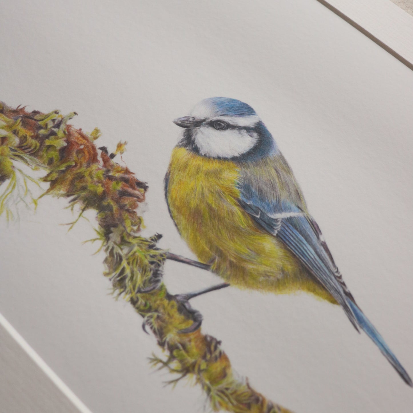 Blue Tit - Print