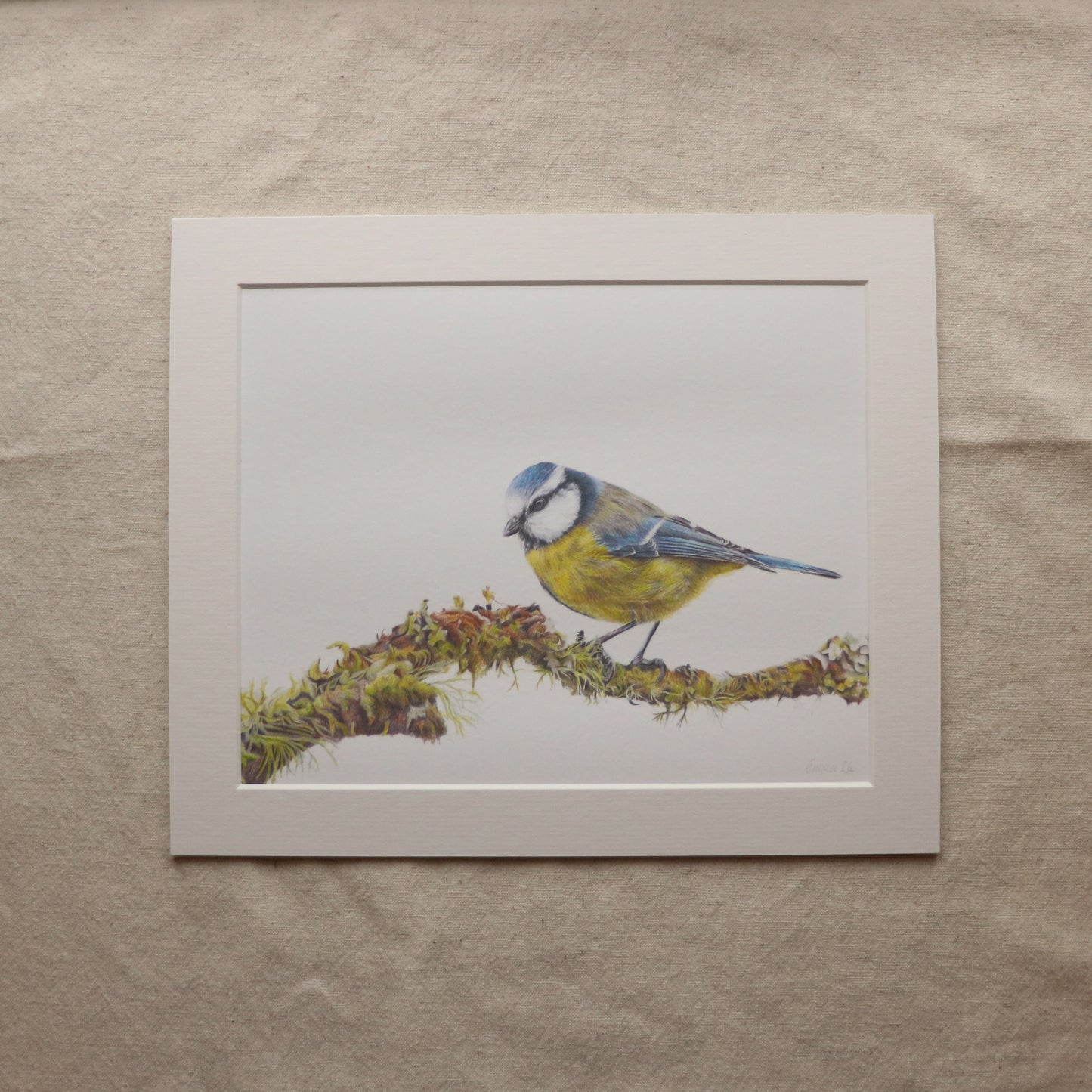 Blue Tit - Print